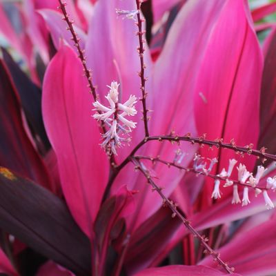 Pink flowers and pink leaves