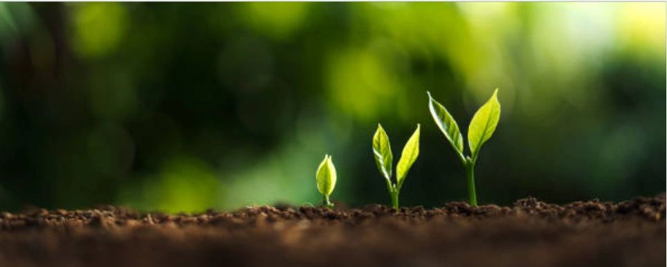 Brotes verdes creciendo en la tierra.