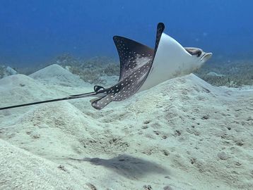 A spotted eagle ray gracefully swimming over the ocean floor.