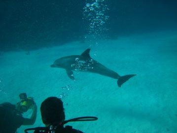 A diver filming a dolphin underwater in clear blue ocean.
