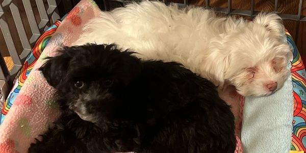 Two small puppies, one black and one white, resting together on soft blankets.