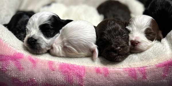 Four newborn puppies sleeping closely together on a soft blanket.