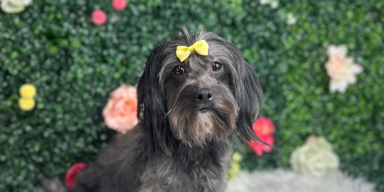 Small black dog with a yellow bow sits in front of a floral green background.