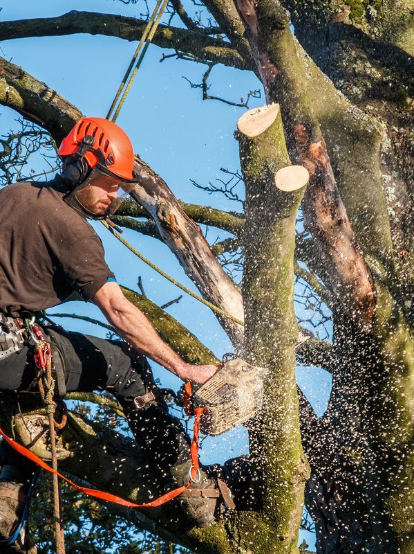 Arborist cutting tree branches with chainsaw while secured with safety gear.
