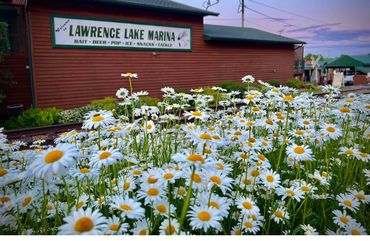 A field of daisies in front of Lawrence Lake Marina building.