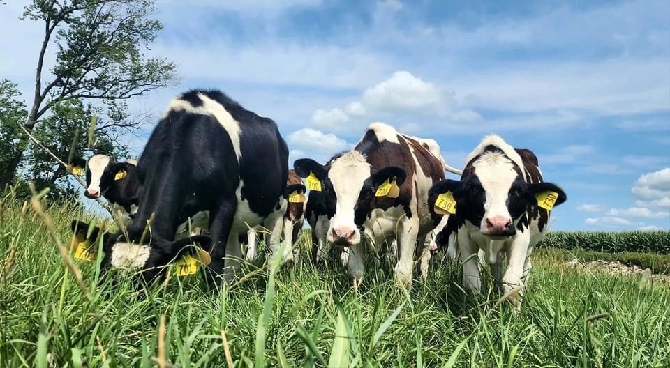 Jersey Crown Raw Milk