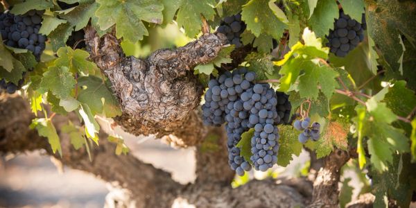 Clusters of purple grapes hanging on a vine.