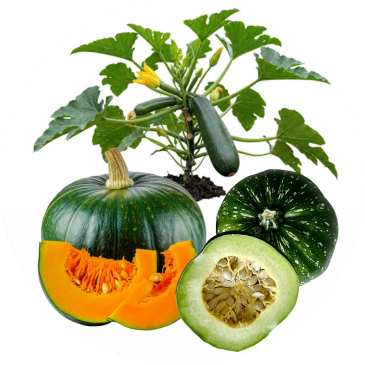 Green pumpkins and zucchini plant with yellow flowers.