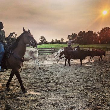 Cowboys herding cattle at sunset on horseback in a rural setting.