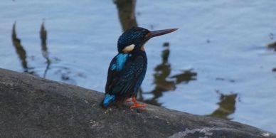 White throat kingfisher