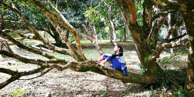 girl on tree