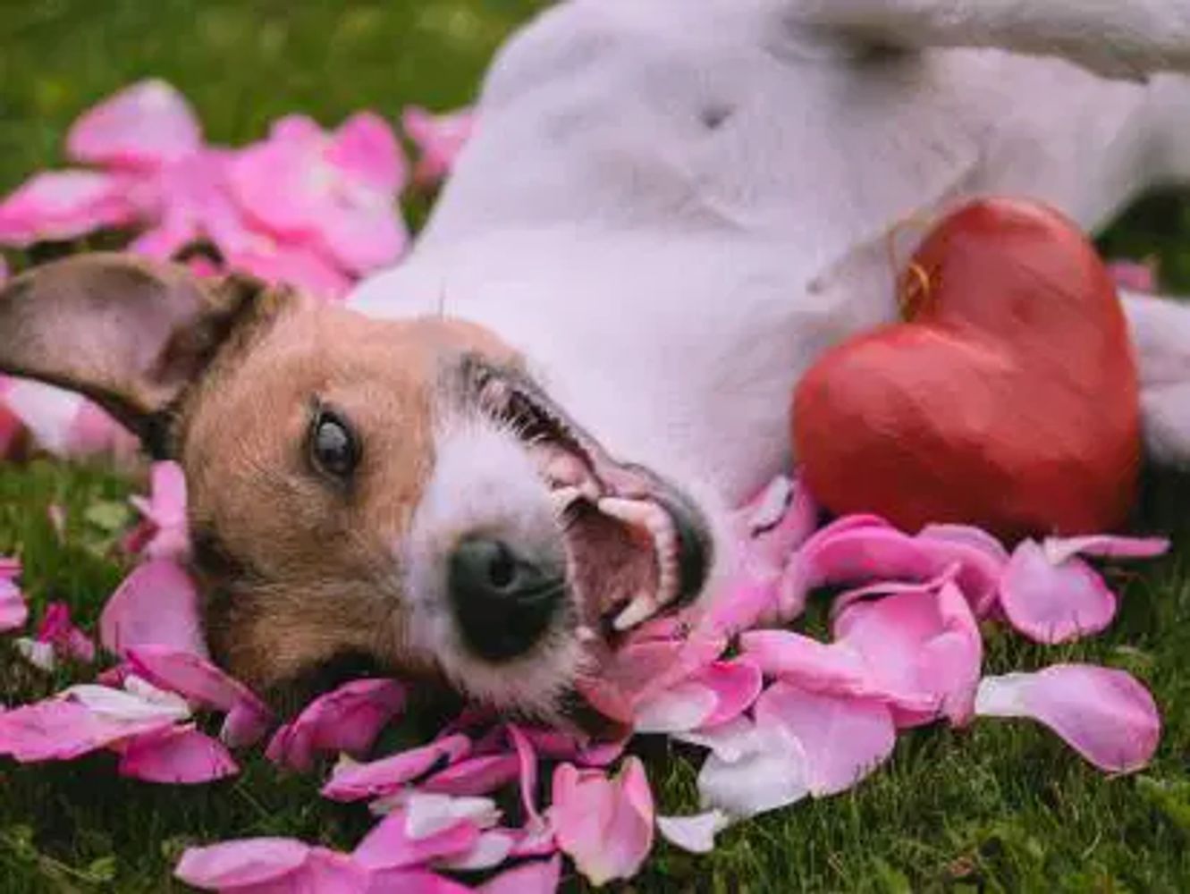 Happydogs fête la SAINT VALENTIN DU      1ER AU 14 FEVRIER
1 CADEAU à tous les  Valentins Valentines