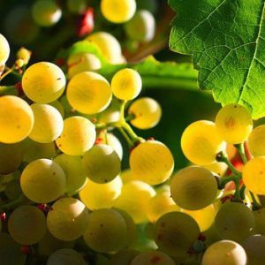 Uvas de Albarín