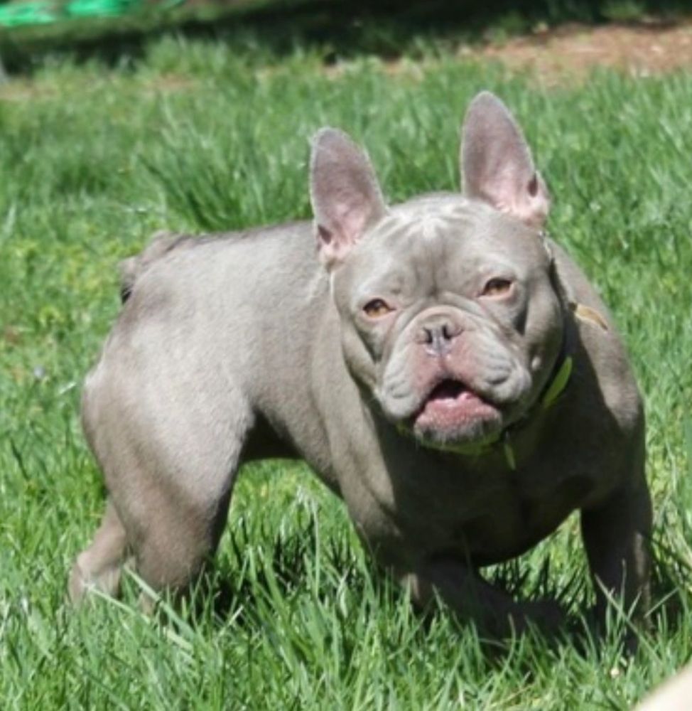 A gray French Bulldog standing on green grass outdoors.