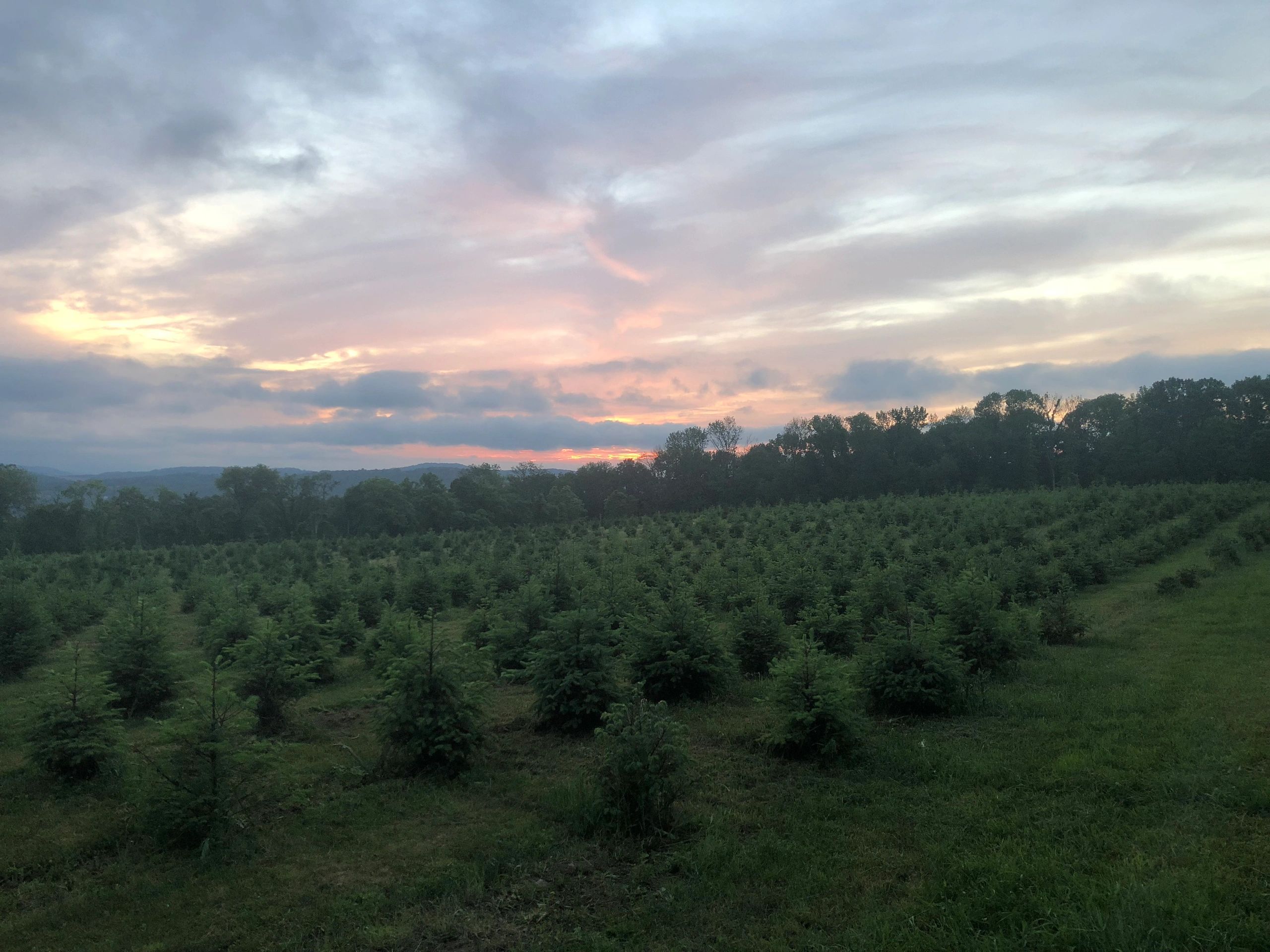 christmas tea towel, charlie brown and co tree farm christmas