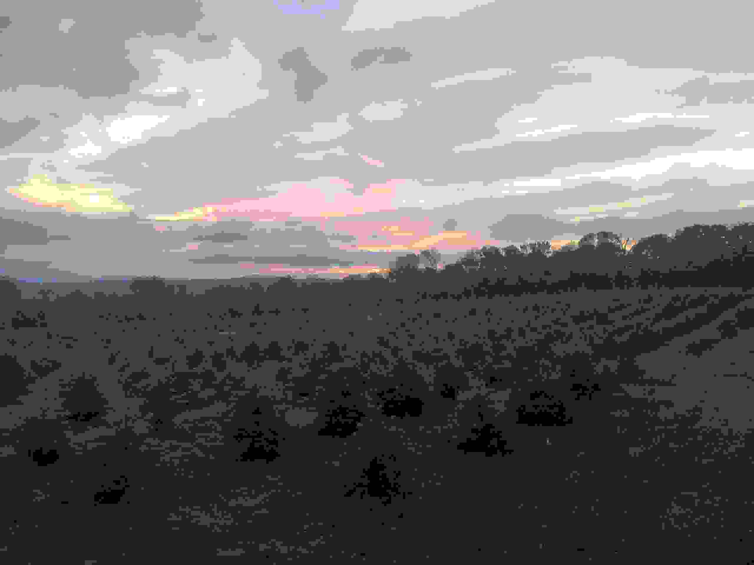 Charlie Browns Christmas Tree Farm,