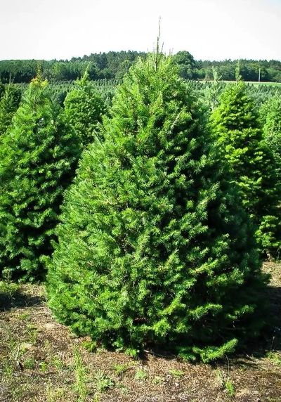 Douglas Fir