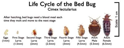 Bug MD - Q&A time with BugMD! 💡 𝗤: What stage of the pest lifecycle can  the Essential Pest Control treat? 𝗔: The great thing about our pest  control solution is that