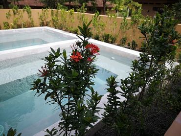 Las plantas dan vida!!!