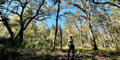 A person stands amidst tall trees in a sunlit forest clearing.