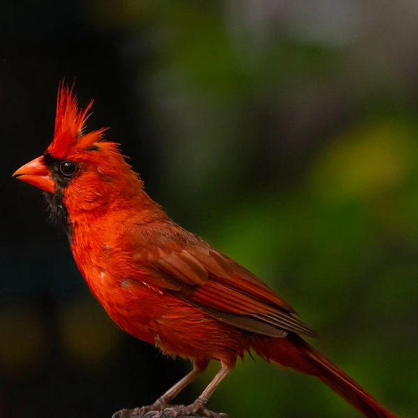 Photo credit: © Eric Jeddry