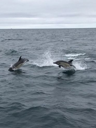 two dolphines jumping out of the water at falmouth 