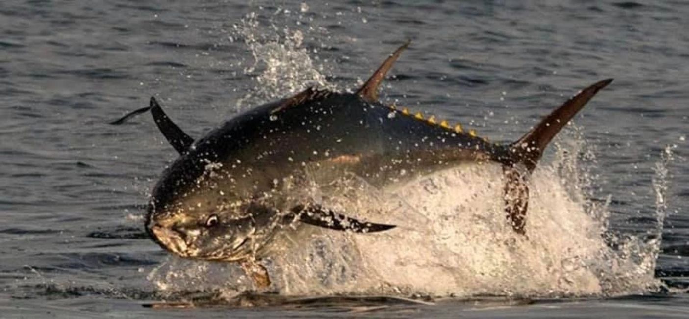 CORNISH FISHING Boat Wildlife Trips, Falmouth Wildlife CORNISH FISHING