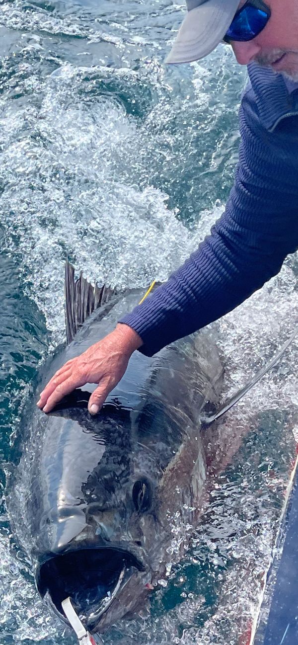 Bluefin Tuna - Cornwall
www.cornishfishing.co.uk