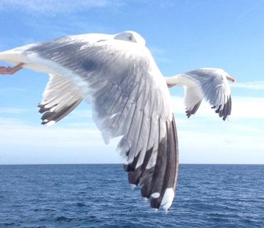 a seagull flying just above the water looking over its wing
