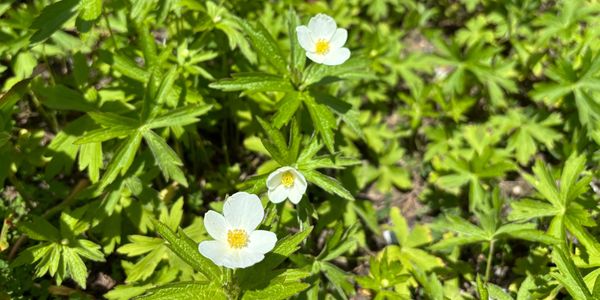 White flowers blooming among green leaves.