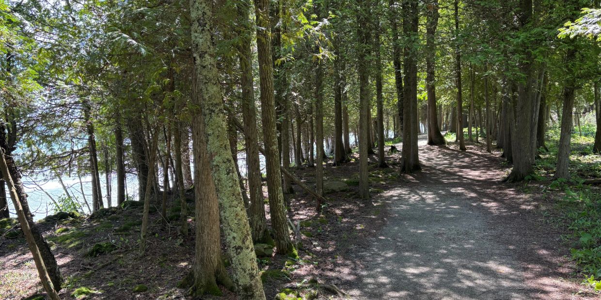 A forest trail alongside a body of water.