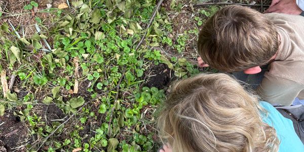 Two children closely observing plants and soil on the ground.