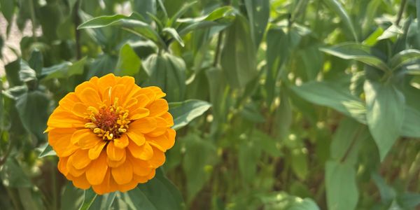 Bright orange flower in focus with green leaves background.