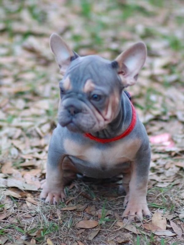 Blue and tan velvet big rope French bulldog