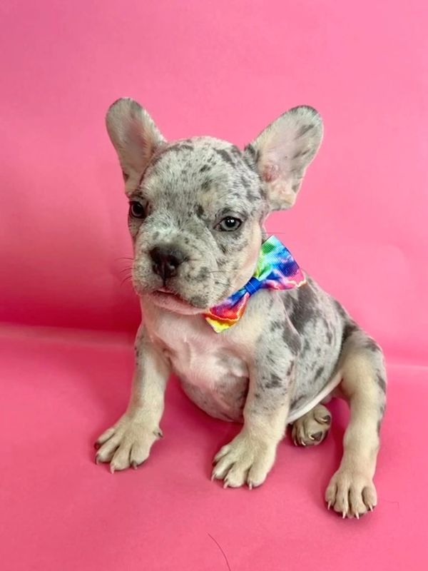 Blue merle French Bulldog