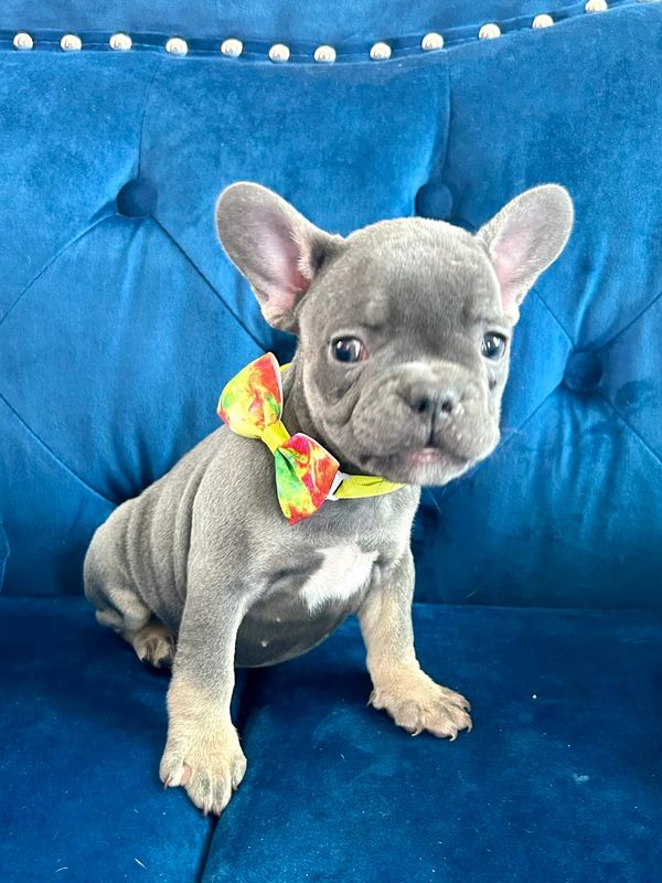 Blue and tan French bulldog