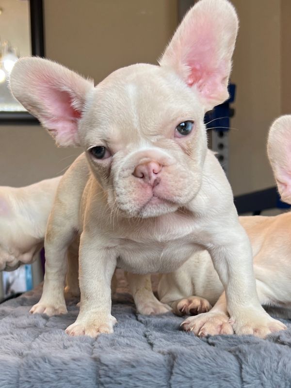 Cream, principal, bulldog boy