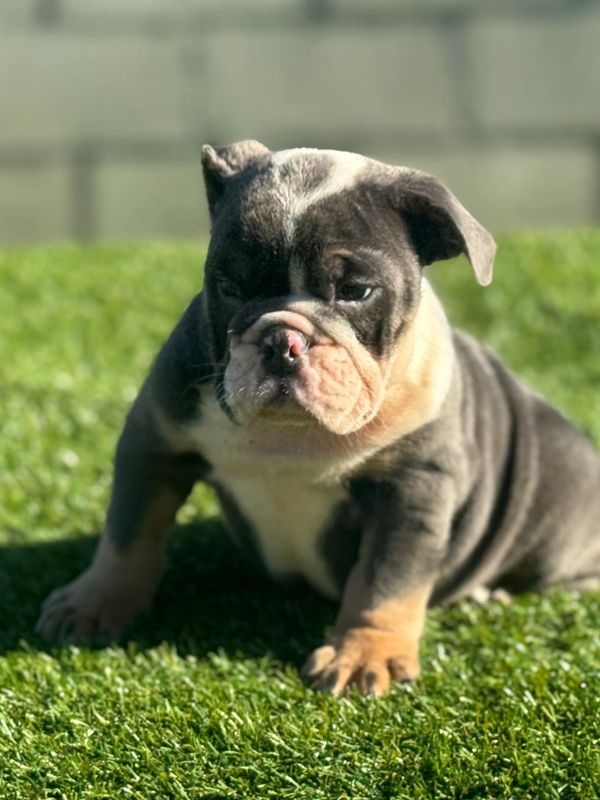 Blue Tri fluffy English bulldog carrier