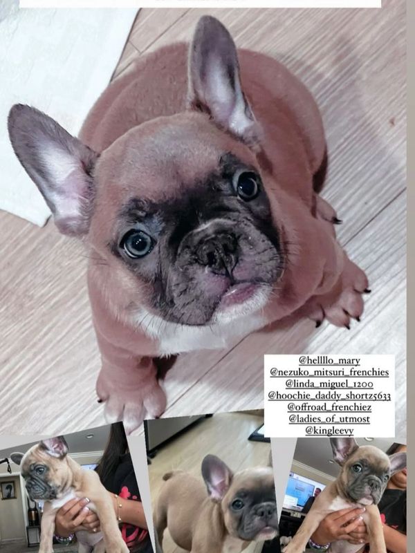 French bulldog for sale