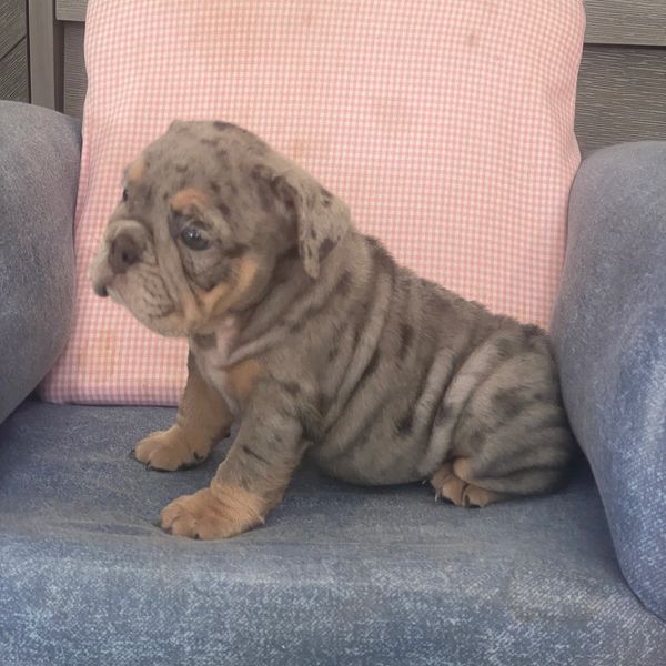 Lady luck is merle, female English bulldog. Finance and available and shipping  US for around $650