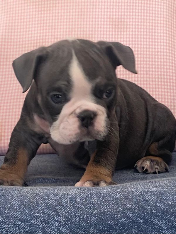 Bulldog, puppy for sale