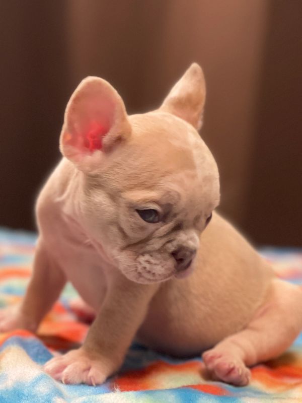 Blue fine Merle female French bulldog