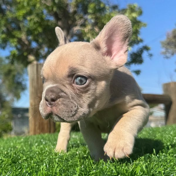 Fawn French Bulldogs 