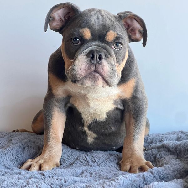 Blue  English bulldog