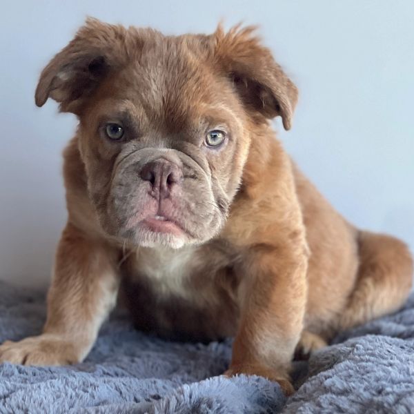 Fluffy English bulldog