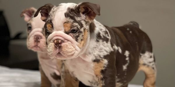 choclate merle english bulldog