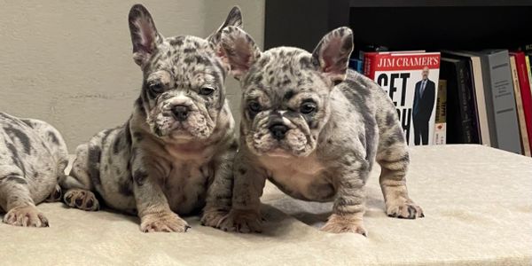 blue merle french bulldog on table