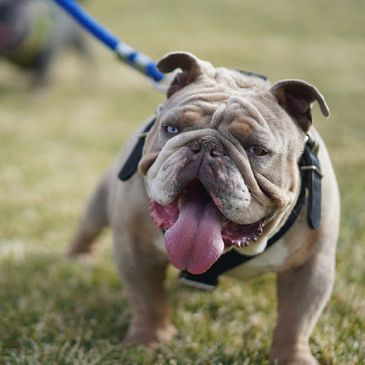 mini English bulldog