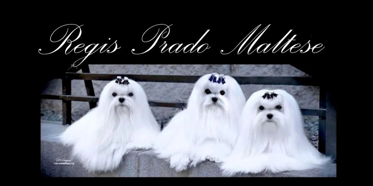 Grooming Regis Prado Maltese