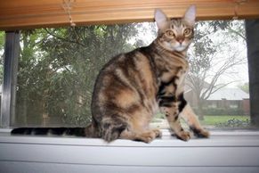 cat on a windowsill 